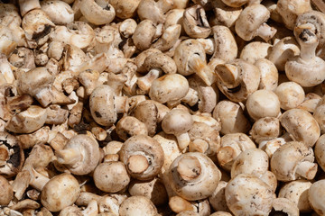 Close up of crate of mushrooms at farmer's market