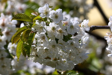 Weiße Kirschblüten