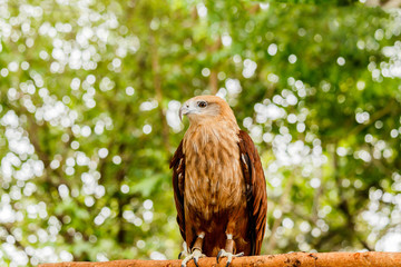 Close up portrait of a red tailed hawk .