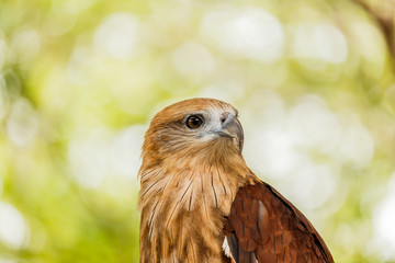 Close up portrait of a red tailed hawk .