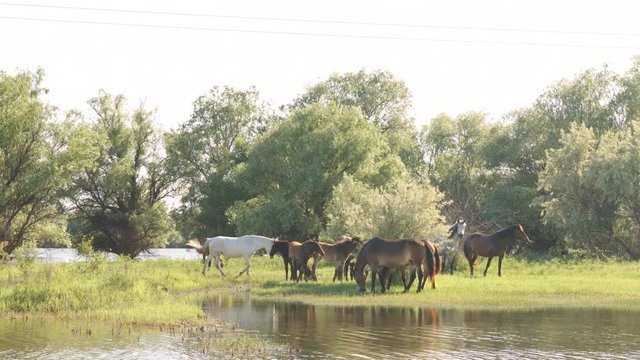 Small herd of horses and foals grazing in meadow near the river