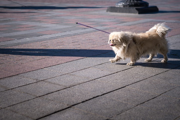 A small beautiful white shih-tzu runs along the sidewalk tile of the city. Horizontal frame