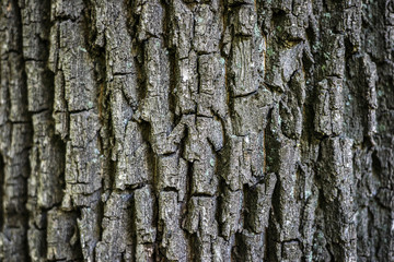 Background. Texture of the bark of a tree on the whole frame. Horizontal frame