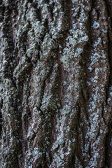 Fototapeta premium Background. Texture of the bark of a tree on the whole frame. Vertical frame