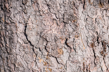 Background. Texture of the bark of a tree on the whole frame. Horizontal frame