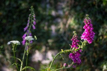 Digitalis Purpurea showing vibrant color in evening sunlight.