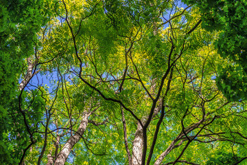 Background. Branches and leaves of trees against a background of blue saturated sky. Horizontal frame