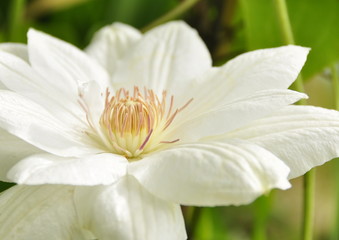 Fototapeta na wymiar Fleur de clématite blanche 