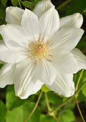 Obraz premium Fleur de clématite blanche 