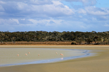 Lake with flamingos, Tierra Del Fuego, Patagonia Chile