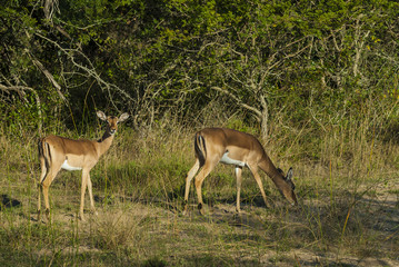 Nyala South Africa
