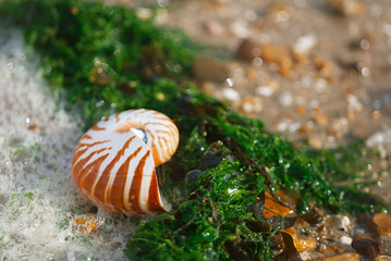 Great British summer pebble beach with nautilus pompilius sea shell