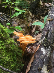 Brown Mushrooms  Surrounded by Moss Growing on Tree Stump 