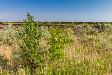 Fototapeta premium Ukrainian steppe in the spring
