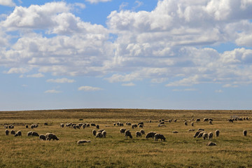Herd of sheep near Porvenir, Tierra Del Fuego, Patagonia, Chile