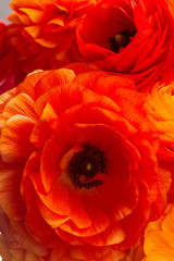 Orange ranunculus fresh flowers close up background