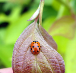 ladybug