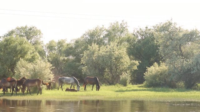 Small herd of horses and foals grazing in meadow near the river