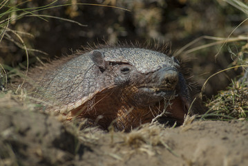 armadillo,