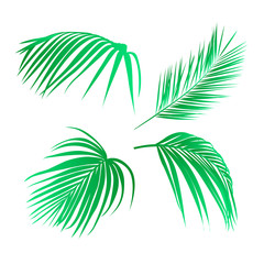 Fototapeta na wymiar Set of tropical leaves. Palm leaves