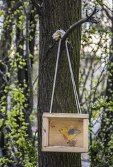 A birdhouse with a chalk drawing yellow bird hanging on a tree on the background of forest