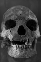 Obraz premium Human skull with dark background. Concept of death, horror and anatomy. Spooky halloween symbol.