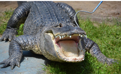 Fototapeta premium An alligator is a crocodilian in the genus Alligator of the family Alligatoridae. The two living species are the American alligato and the Chinese alligator. 