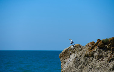 Background of sea, rock and bird with copy space for advertising water tourism and sport. Fishing concept for place promotion text. Bay with sunny weather without clouds.