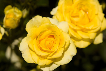 黄色の薔薇の花