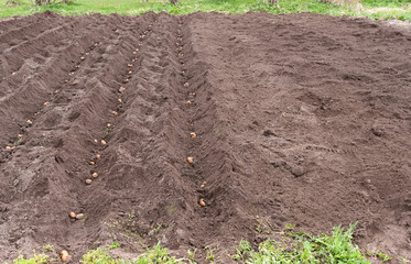 Dug up a field that put the potatoes in rainy weather