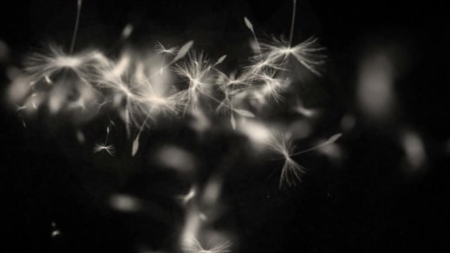 4k Flying dandelion catkins particle background.