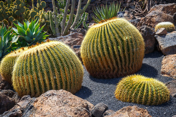 close up of Echinocactus grusonii cactus, Lanzarote