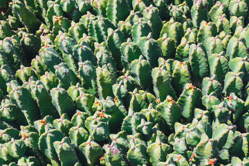 Fototapeta premium Beautiful cactus in the garden, close up