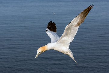 Fototapeta na wymiar Gannet flying above the Northsea near island Helgoland, Germany