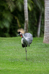 Crowned royal crane