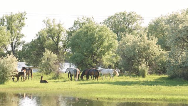 Small herd of horses and foals grazing in meadow near the river