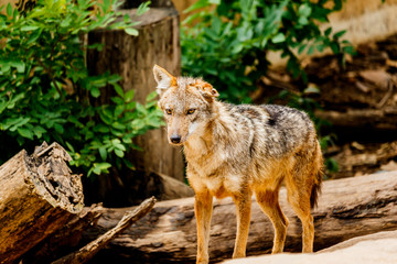 wolf goes down the path in the forest.