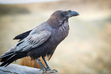 Common Raven sitting on a wooden beam, close up