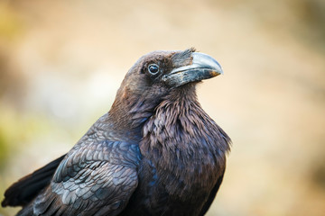 Common Raven sitting on a wooden beam, close up