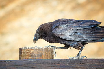 Common Raven sitting on a wooden beam, close up