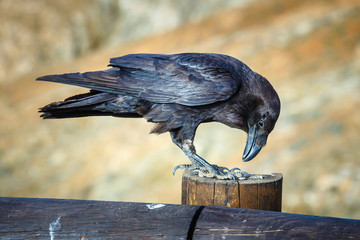 Common Raven sitting on a wooden beam, close up