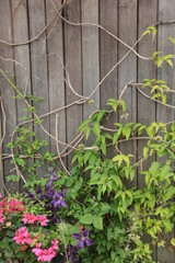 花　花のある風景