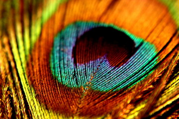 Fototapeta premium peacock.