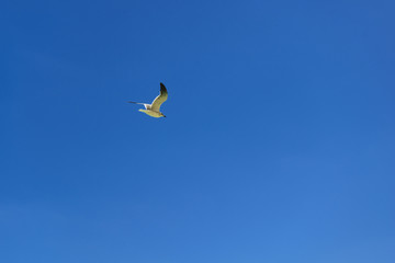 Seagull on blue sky