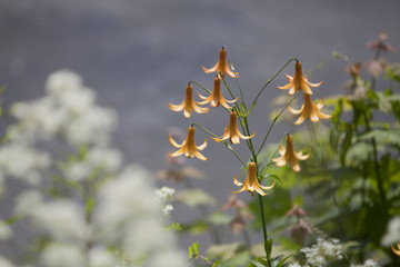 Wild tiger lilies by the lake. Isolated on a blurry background.