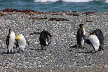Obraz premium King penguins living wild at Parque Pinguino Rey, Tierra Del Fuego, Patagonia, Chile