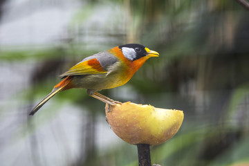 bird