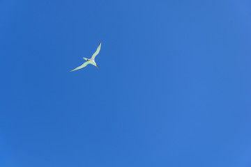 Seagull on blue sky