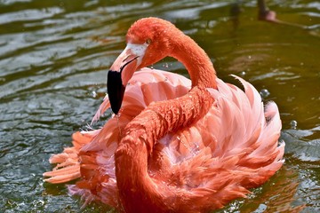 Caribbean Flamingo (Pheonicopterus ruber ruber)