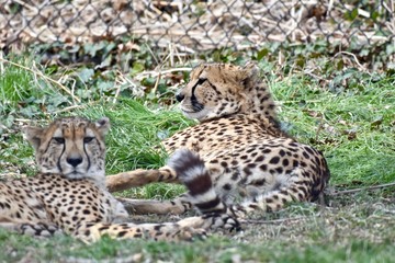 Young  cheetah (Acinonyx jubatus) laying in the sun